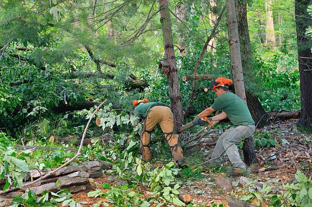 Large Tree Removal in Homeland, GA